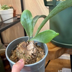 ビカクシダ　ビフルカツム　鉢付き