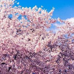28日桜まつりに行きませんか？