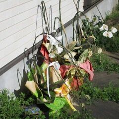 胡蝶蘭あげますの画像