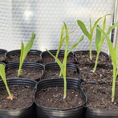 【最終値下げ・3/23まで】トウモロコシ苗 極早生品種 野菜 家...