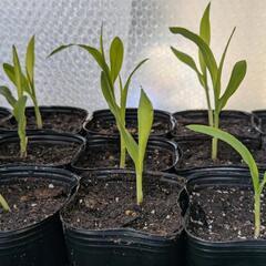 【最終値下げ・3/23まで】トウモロコシ苗 極早生品種 野菜 家庭菜園(2)の画像