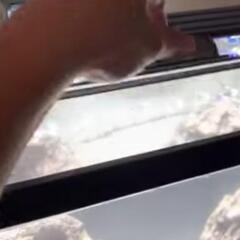 (値下げしました)H2Pro 60cm ガラスキャノピー の画像