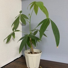 (確定)パキラ　観葉植物