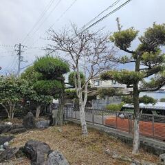 庭木　7本　椿　金木犀　紅葉　山茶花などの画像