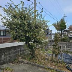 庭木　7本　椿　金木犀　紅葉　山茶花などの画像