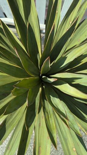 ユッカ グロリオサ　キミガヨラン　60cm前後 ユッカ グラリオサ ユッカ グロリオサ キミガヨラン ユッカ