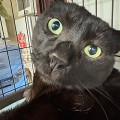 保護猫 寒太郎！甘々男子 - 猫
