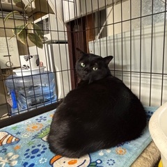 保護猫 寒太郎！甘々男子 - 出雲市