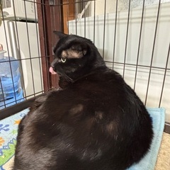 保護猫 寒太郎！甘々男子 − 島根県