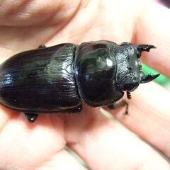 福岡県産オオクワガタ ♀51.6ミリの画像