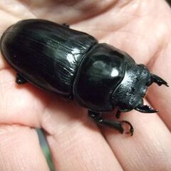 福岡県産オオクワガタ ♀51.6ミリの画像