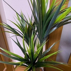 フェイクグリーン⑯の画像