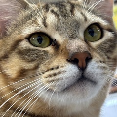砂丘君！元気はつらつのやんちゃ男子！ - 猫