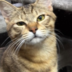 砂丘君！元気はつらつのやんちゃ男子！ − 島根県
