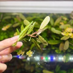 お任せブセファランドラの画像