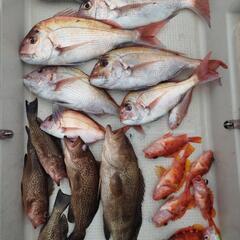 近場　船釣り　釣友募集 - メンバー募集
