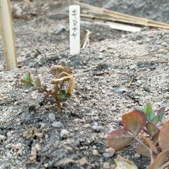 ☆☆自然農に挑戦　種蒔きの季節です　手を貸して下さい(^^)/