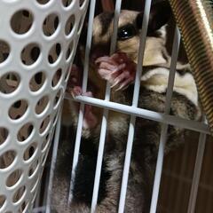 フクロモモンガ