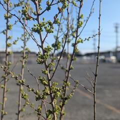 ユキヤナギ　鉢植えの画像