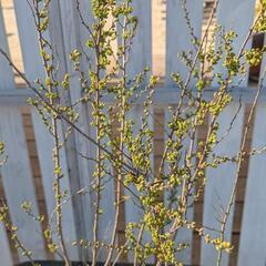 ユキヤナギ　鉢植えの画像