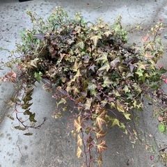 大鉢のヘデラ・鉢植えの画像