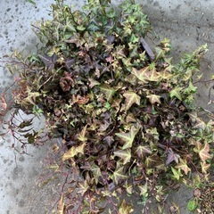 大鉢のヘデラ・鉢植えの画像