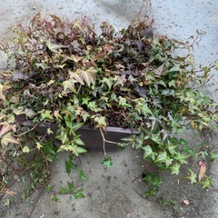 大鉢のヘデラ・鉢植えの画像