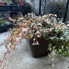 大鉢のヘデラ・鉢植えの画像