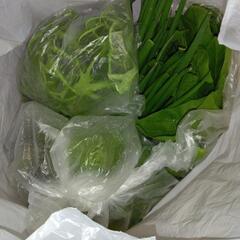 家でとれた野菜の画像