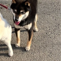 黒豆柴　6歳　雄　豆柴血統書有り