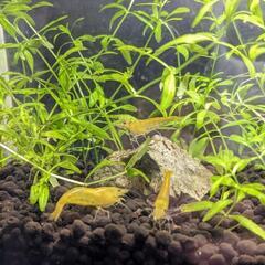 ◆◇イエローチェリーシュリンプ◆◇(約)1.5cm(水草･餌付き)の画像