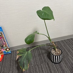 観葉植物