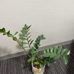 観葉植物