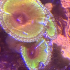 カリブ海 サンゾアンシッド　3ポリプ