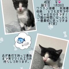 里親さん募集です