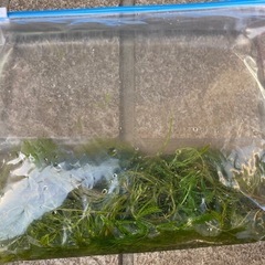 🌱マツモ水草
