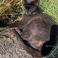 黒猫ちゃんの里親募集です。