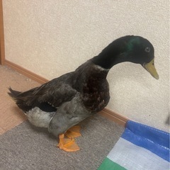 カルガモの里親