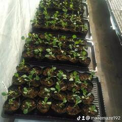 野菜苗　芽キャベツ　ロマネスコの画像