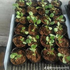 野菜苗　芽キャベツ　ロマネスコの画像