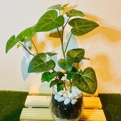 へデラ　ハートへデラ　観葉植物　ハイドロカルチャー