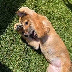 子犬の里親募集 - 日立市