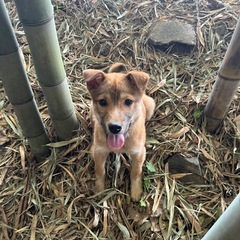 子犬の里親募集 − 茨城県
