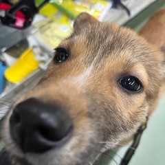 子犬の里親募集 - 犬
