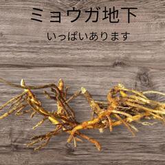 ミョウガ地下茎200ｇ