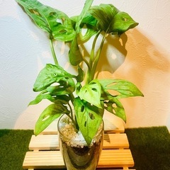 マドカズラ　観葉植物　ハイドロカルチャー①