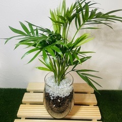テーブルヤシ　観葉植物　ハイドロカルチャー①