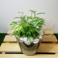【希少】アクティノプテリス　オーストラリス　観葉植物　ハイドロカ...