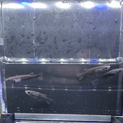 黑天幻龍メダカ