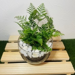 ダバリア　ラビットフット　観葉植物　ハイドロカルチャー